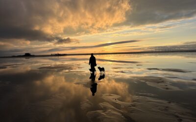 🐾 Closed times in 2026